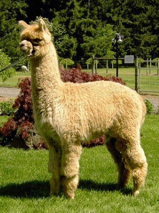 Alpaca For Sale - ATV Rockerfeller at Alpaca Alley, LLC